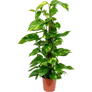 Epipremnum aureum